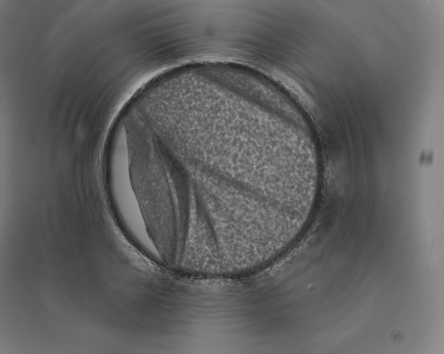 X0000094460934200712061220