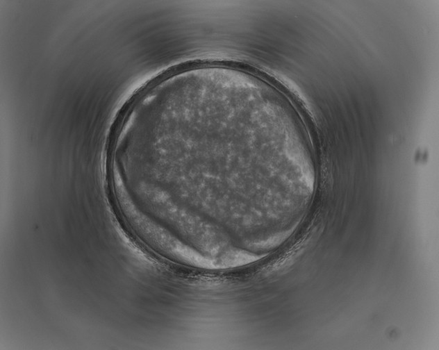 X0000094460935200712061220