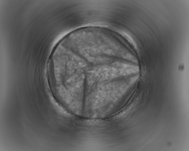 X0000094460952200712061220