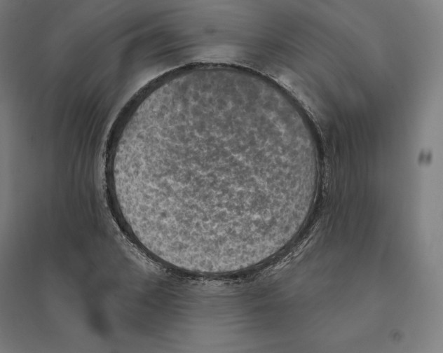 X0000094460976200712061220