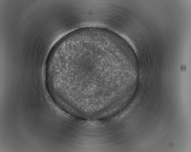 X0000094460983200712061220