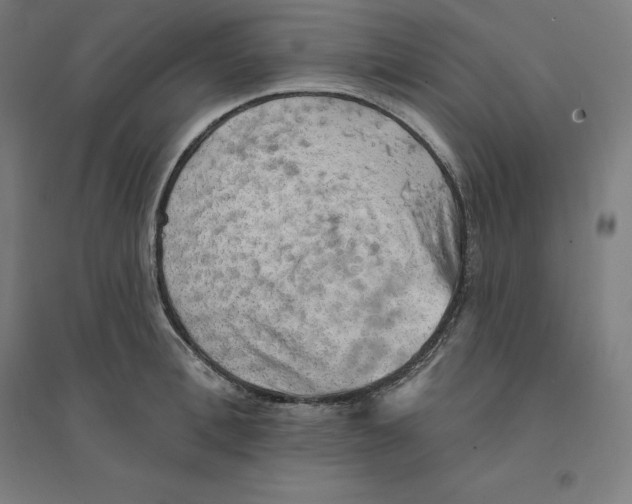 X0000094460996200712061219