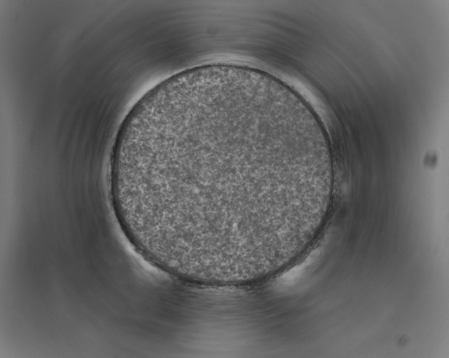 X0000094460999200712061219