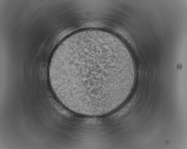 X0000094461025200712061219