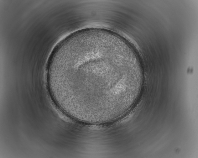 X0000094461029200712061219