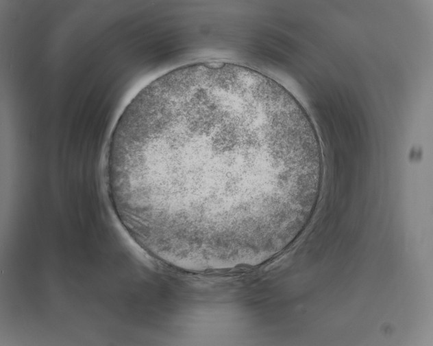 X0000094461056200712061219