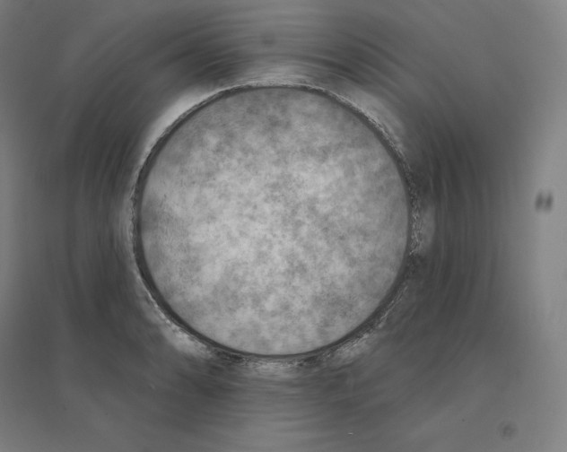 X0000094461086200712061218