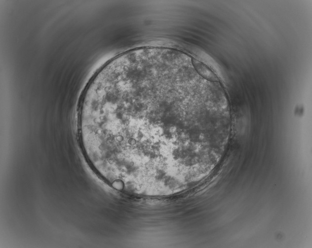 X0000094461095200712061218