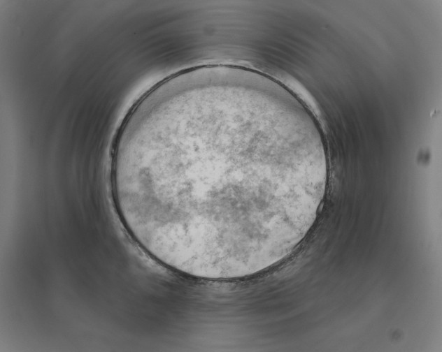 X0000094461096200712061218