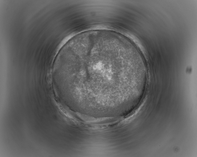 X0000094461097200712061218