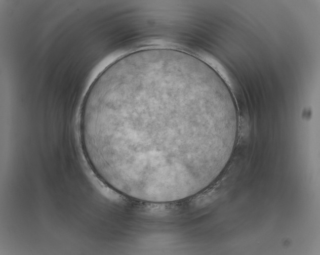 X0000094461098200712061218