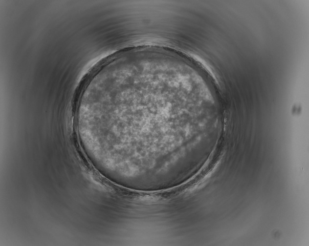 X0000094461117200712061217