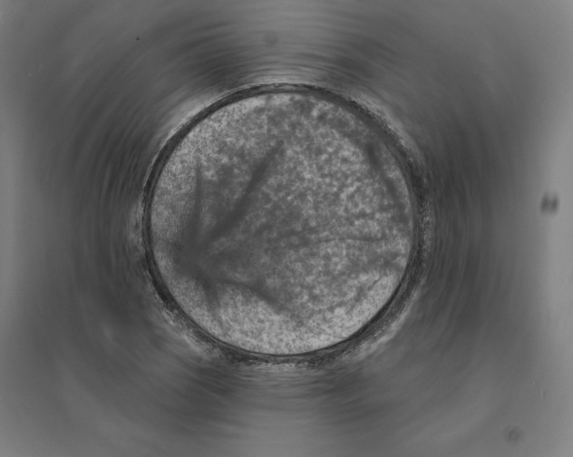 X0000094461121200712061217