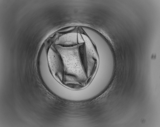 X0000094461173200712061216