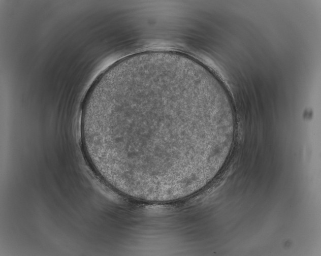 X0000094461227200712061216