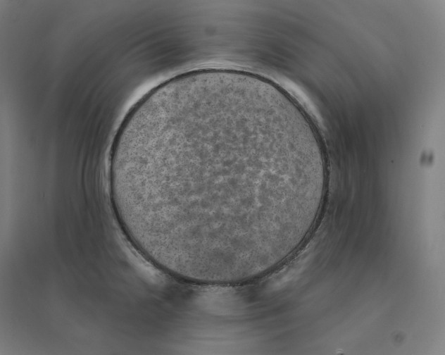 X0000094461238200712061216