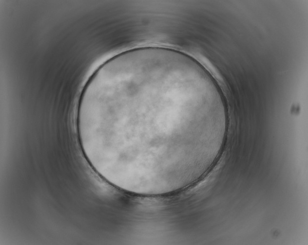 X0000094461246200712061216