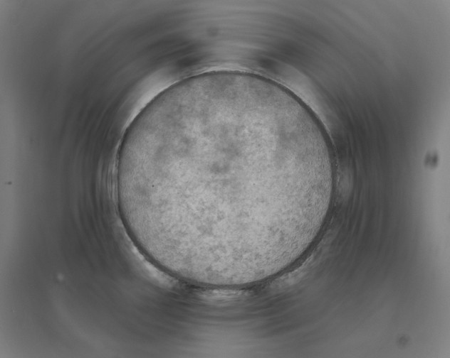 X0000094461290200712061215