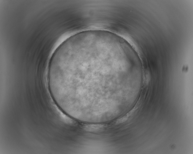 X0000094461294200712061215