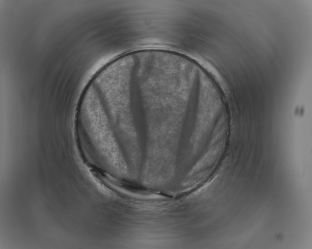 X0000094461333200712061214