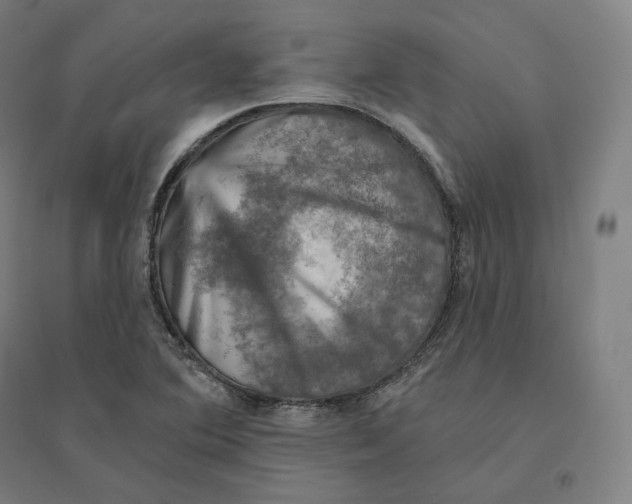 X0000094461364200712061213