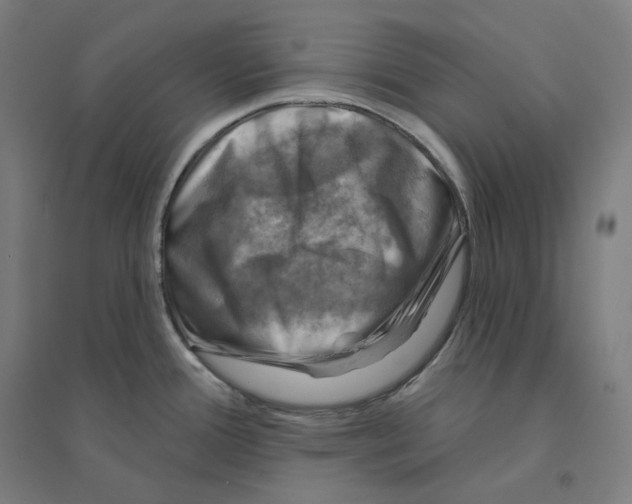 X0000094461388200712061213