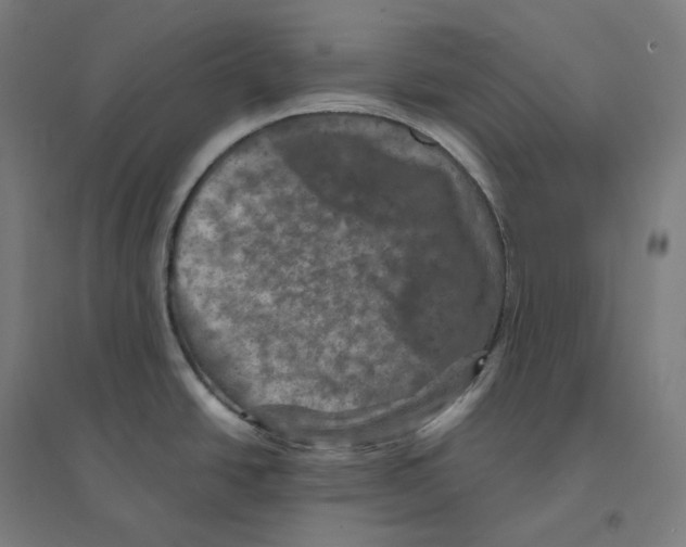 X0000094461438200712061213