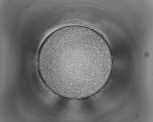 X0000094461514200712061211