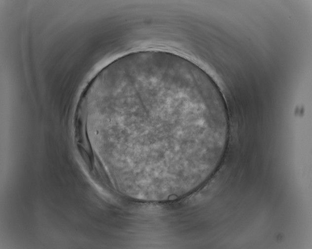 X0000094461525200712061211