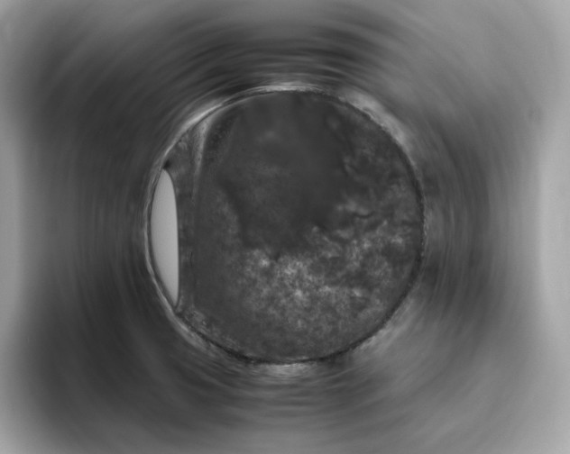 X0000094781425200711301537