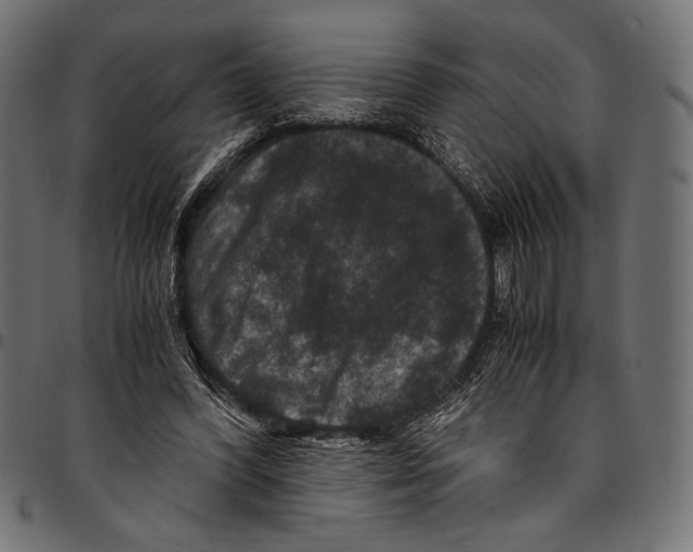 X0000094780396200712141625