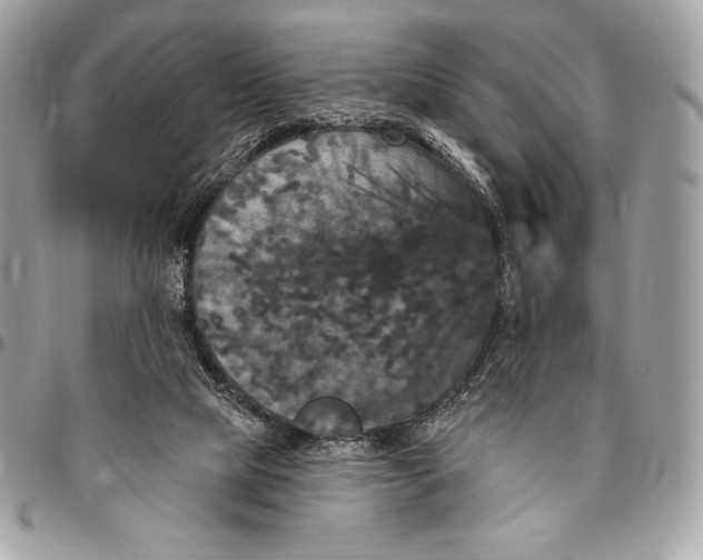 X0000094790065200712071237