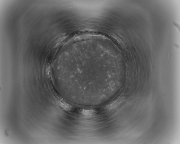 X0000094790336200712071234