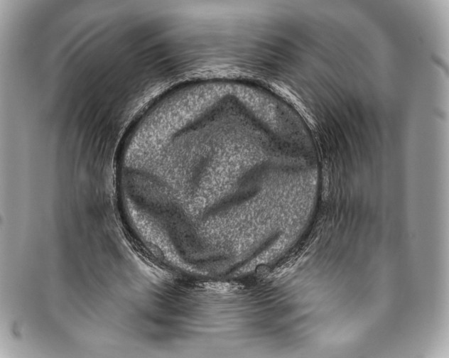 X0000094790439200712071232