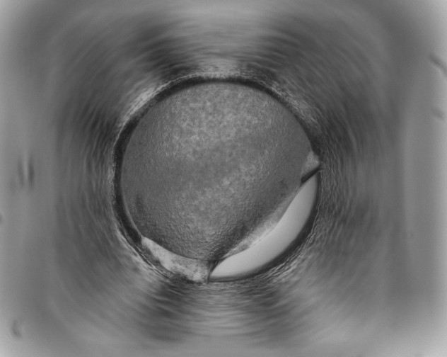 X0000094790440200712071232