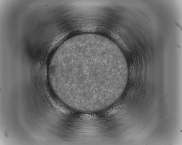 X0000094790494200712071232