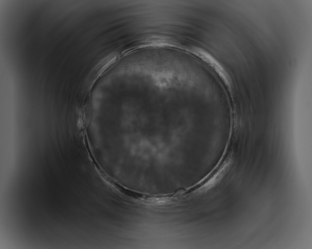 X0000094791385200712141629