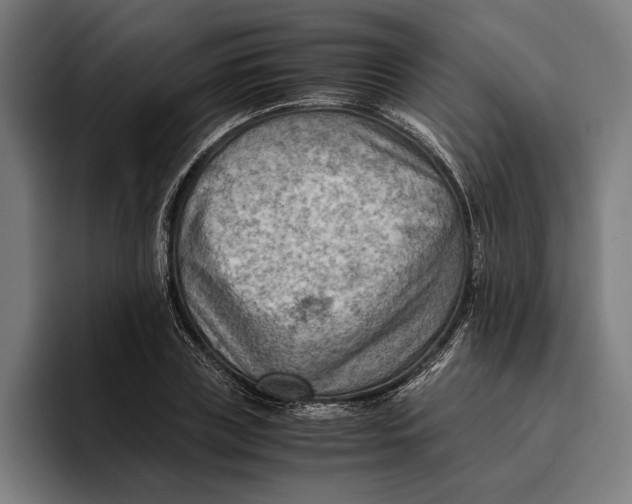 X0000094800835200712071204