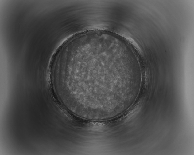 X0000094810878200711161505