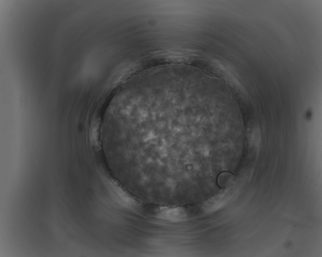 X0000094810185200711241454