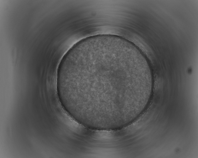 X0000094810836200711241444