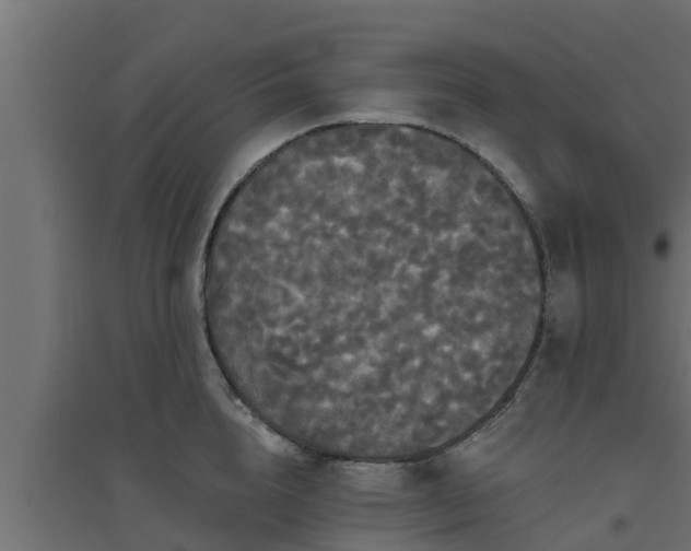 X0000094810856200711241444