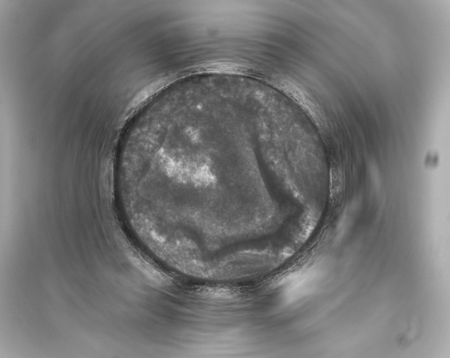 X0000094810349200711301556