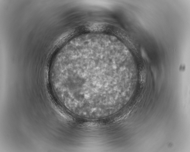 X0000094810733200711301551