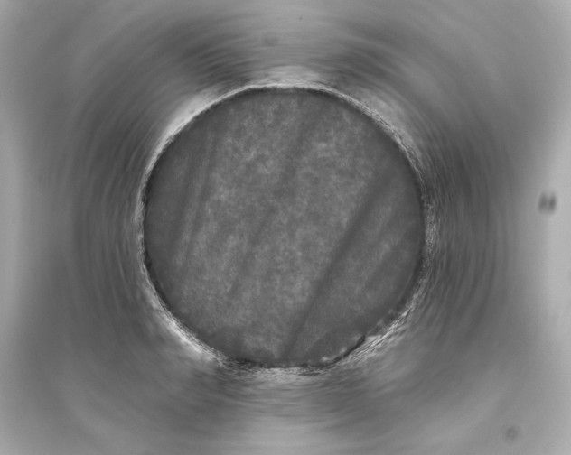 X0000094810990200711301547