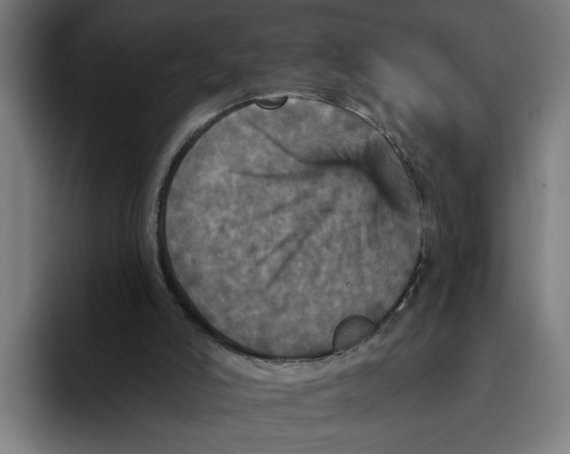 X0000094810006200712071235