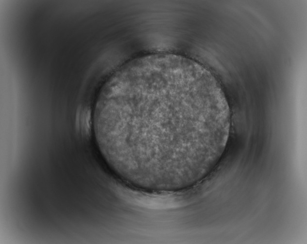 X0000094810024200712071235