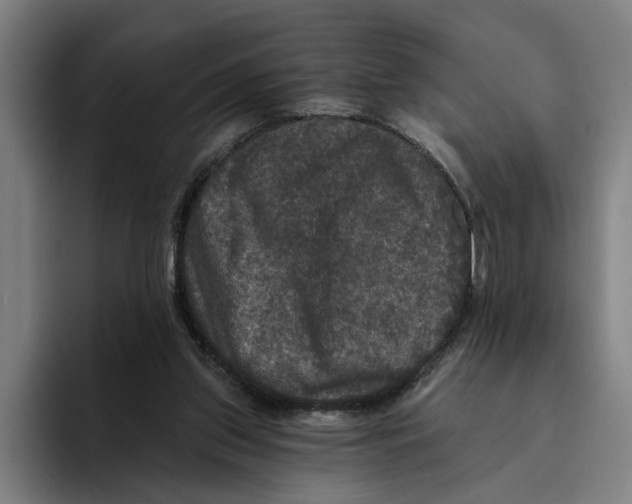 X0000094810157200712071233