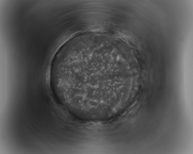 X0000094810194200712071232