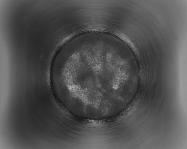 X0000094810442200712071229